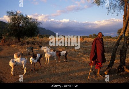 Avec le bétail Maasai à la base du mont Longido Longido Tanzanie Banque D'Images