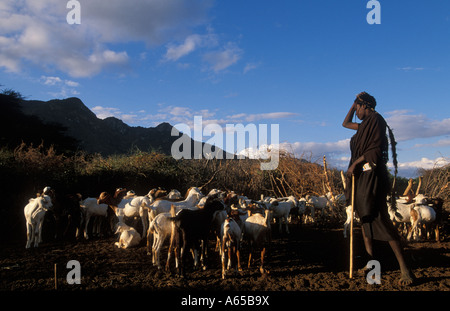 Lancer Maasai garçon circoncis récemment avec le bétail à la base du mont Longido Longido Tanzanie Banque D'Images