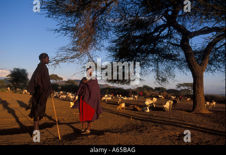 Avec le bétail Maasai à la base du mont Longido Longido Tanzanie Banque D'Images