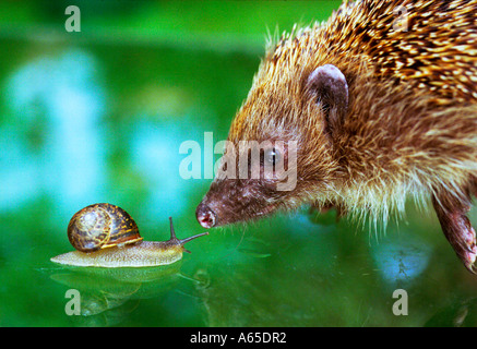 Un hérisson se retrouve face à face avec un jardin commun escargot Banque D'Images