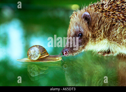 Un hérisson se retrouve face à face avec un jardin commun escargot Banque D'Images