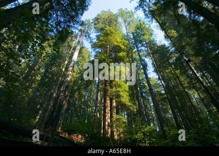 Regarde les arbres dans le Parc National de Redwoods Côte nord de la Californie USA Banque D'Images