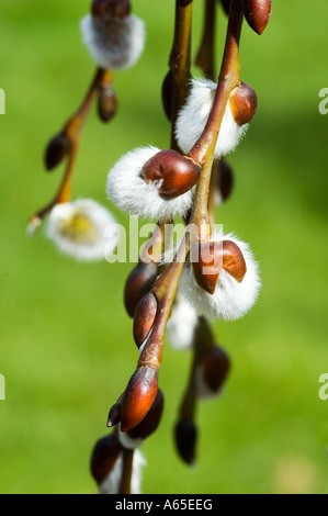 SALIX CAPREA KILMARNOCK NOUVELLES POUSSES Banque D'Images