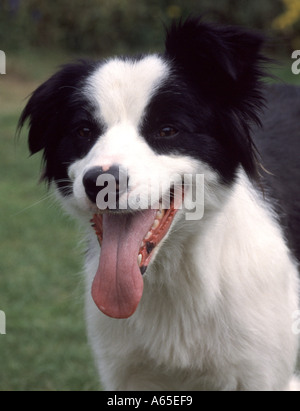 Un jeune Border Collie haletant. ROYAUME-UNI Banque D'Images