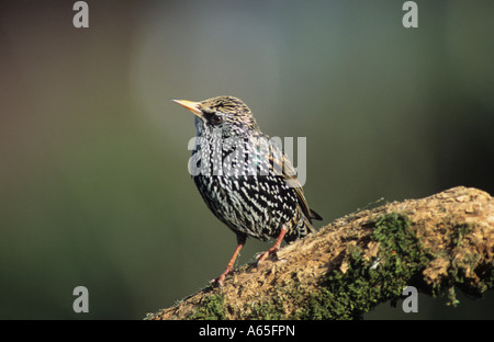 Starling sur branch(Sturnus vulgaris) en Uk Banque D'Images