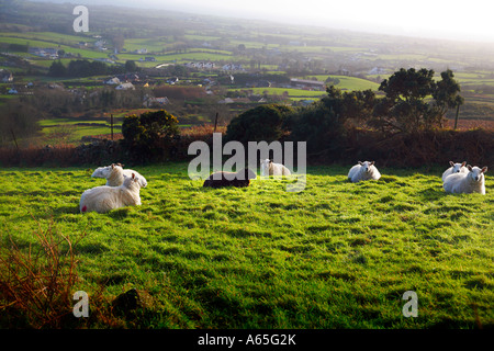 Des moutons paissant sur colline à Carlingford en Irlande Banque D'Images