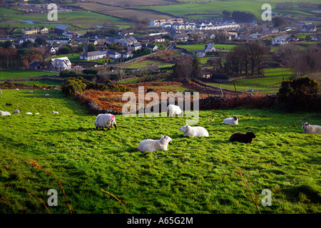 1 moutons Carlingford Banque D'Images