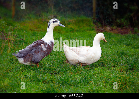 Canards à pied Banque D'Images