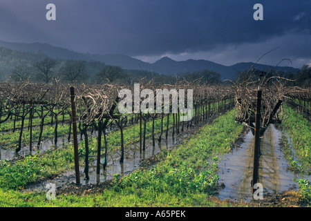 Ressort de compensation tempête sur vigne en Californie dans le Comté de Napa Valley Pape Banque D'Images