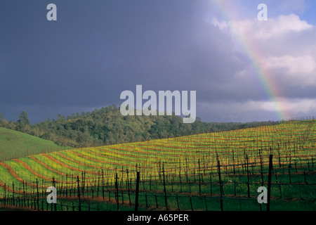 Compensation et arc-en-ciel tempête à ressort sur le long de la route de la vallée vignoble Conn le Comté de Napa en Californie Banque D'Images