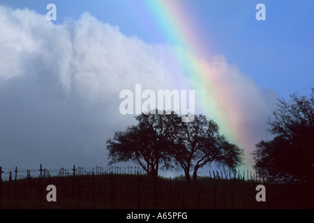 Compensation et arc-en-ciel tempête à ressort sur le long de la route de la vallée vignoble Conn le Comté de Napa en Californie Banque D'Images