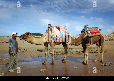 L'homme avec deux chameaux sur une plage, Sidi Kaouki, Essaouira, Maroc Banque D'Images