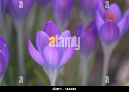 Crocus fleurs au printemps Banque D'Images