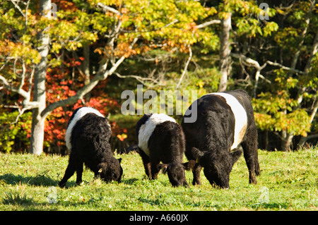 Trio de ceinture vaches qui paissent dans les pâturages d'automne près de Rockport Maine Banque D'Images