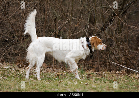 Setter anglais portant sur le point Col E Banque D'Images