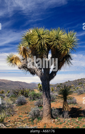 Californie Le parc national Joshua Tree Joshua tree Banque D'Images