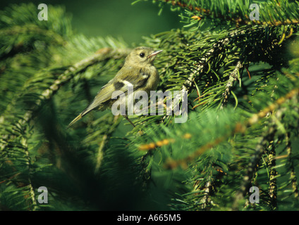 Goldcrest dans l'arbre (Regulus regulus) au Royaume-Uni Banque D'Images