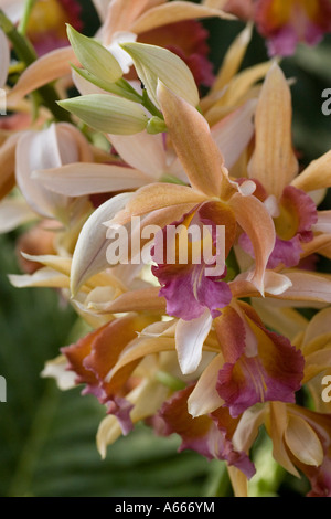 Les moniales orchid Phaius. New York Botanical Gardens Bronx New York City NY USA Banque D'Images