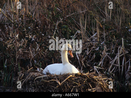 Le Cygne tuberculé (Cygnus olor) nid au Royaume-Uni Banque D'Images