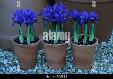 Pots de terre cuite dans l'harmonie de l'iris Banque D'Images