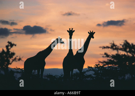 Girafe Masai au coucher du soleil de la réserve nationale de Masai Mara au Kenya Banque D'Images