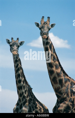 Homme et femme Girafe Masai Masai Mara National Reserve Kenya Afrique de l'Est Banque D'Images