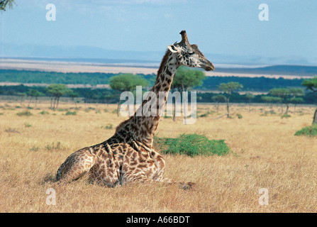 Girafe Masai assis le Masai Mara National Reserve Kenya Afrique de l'Est Banque D'Images