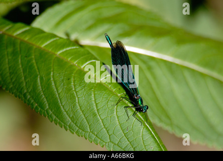 Une demoiselle vert métallique probablement une demoiselle Calopteryx splendens femelle bagué repose sur un côté du flux Banque D'Images