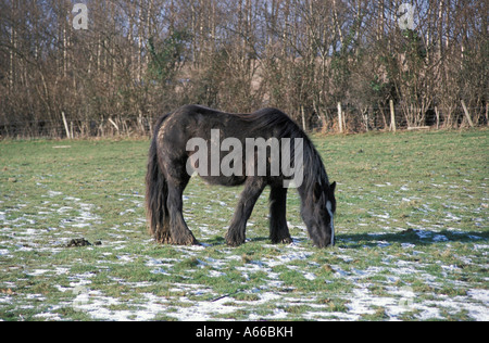 Un shaggy et hirsutes poney broute dans un champ neigeux Hawkhurst Kent England UK Banque D'Images