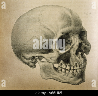 Crâne anatomie 1841 Banque D'Images