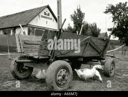 Image en noir et blanc d'oies à côté et vieux panier, Stanciova village la vie rurale en Timis, Roumanie Banque D'Images