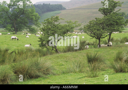 Quatre arbres balayés par le champ en blanc comme paysage de colline sous les moutons paissent Edale Valley Peak District England UK 2006 Banque D'Images