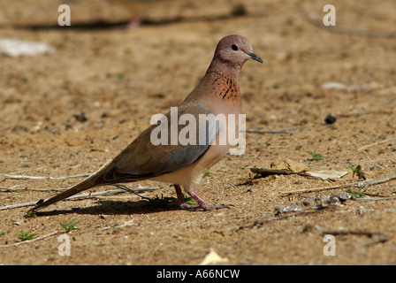 Laughing Dove Streptopelia senegalensis,, Al Ain, Abu Dhabi, EAU, Janvier Banque D'Images