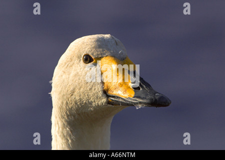 Cygne chanteur tête portrait Banque D'Images