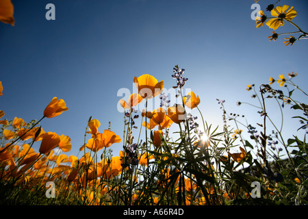 Une vue des fourmis à la recherche jusqu'à la floraison des coquelicots dans un champ dans le sud de l'Arizona au printemps Banque D'Images