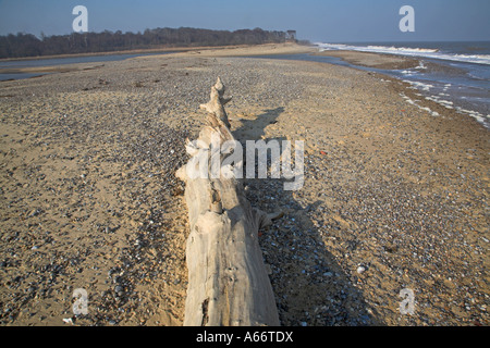 Arbre mort spectaculaire sur la plage Benacre, Suffolk, Angleterre Banque D'Images