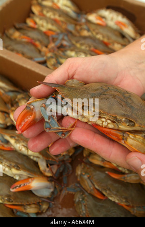 Les crabes à carapace molle à crabes mous en boîte étant en direct MD Oxford Banque D'Images