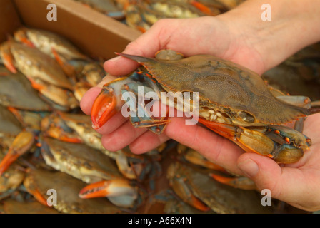 Les crabes à carapace molle à crabes mous en boîte étant en direct MD Oxford Banque D'Images