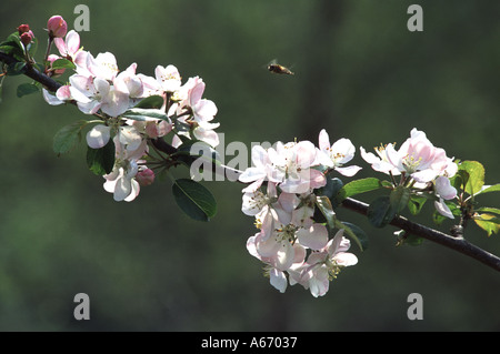 Malus sylvestris Pommier Banque D'Images