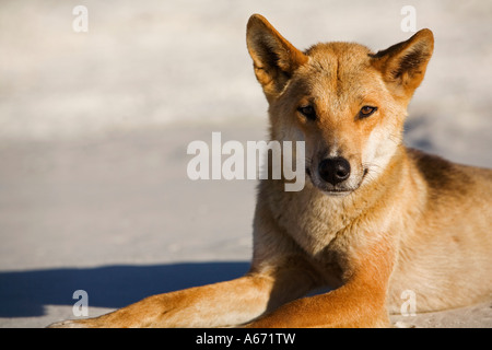 Un dingo (Canis familiaris). Le dingo est l'Australie avec le chien d'origine de l'île de Fraser dingos considérée comme la race la plus pure. Banque D'Images