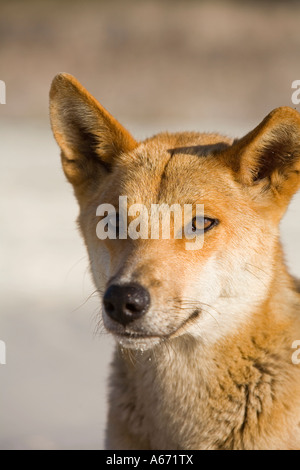 Un dingo (Canis familiaris). Le dingo est l'Australie avec le chien d'origine de l'île de Fraser dingos considérée comme la race la plus pure. Banque D'Images