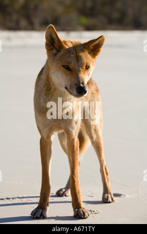 Un dingo (Canis familiaris). Le dingo est l'Australie avec le chien d'origine de l'île de Fraser dingos considérée comme la race la plus pure. Banque D'Images