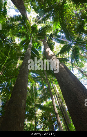 Kauri Pines atteindre skyward in Pile Valley une zone de forêt tropicale dense à l'intérieur de l'île Fraser Banque D'Images