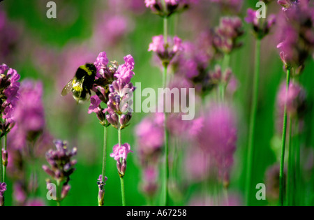 Lavendula angustifolia Munstead Nom de famille Labiatae et hummel bee Banque D'Images