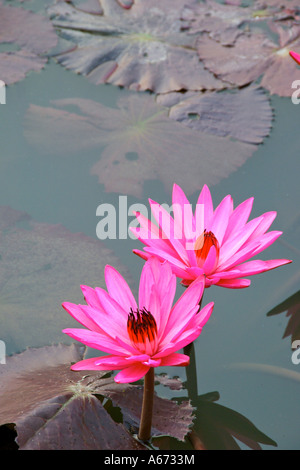 L'Inde l'étang rouge water lily Nymphæa rubra en fleurs au parc de Sukhothai Thaïlande Banque D'Images