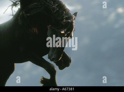 Close up étalon frison en action avec mane flying Banque D'Images