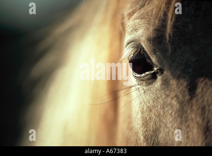 Pouliche Arabian Horse eye close up Banque D'Images