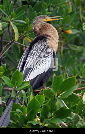 Anhinga femelle en arbre dans le sud-ouest de la Floride profil Banque D'Images