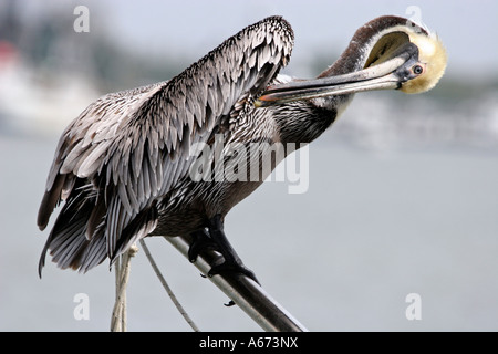 Pélican brun en plumage nuptial (tête, cou brun jaune) assis sur navire boon rayures aile avec bill Banque D'Images