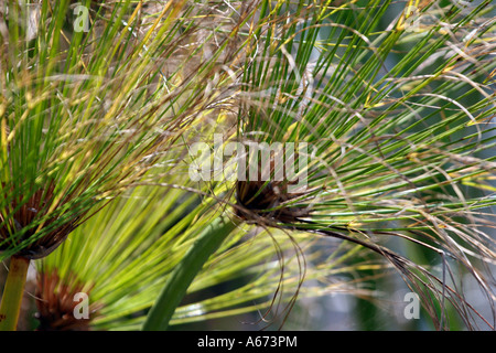 Close up of fern Southwest Florida Banque D'Images